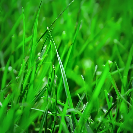 lawn fertilization